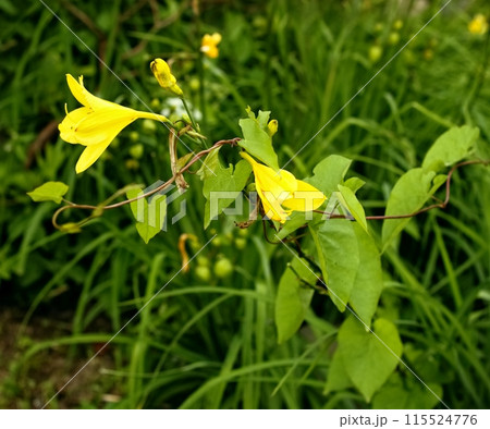 Field bindweed, lat. Convolvulus arvensis climbing up the yellow daylily, lat. Hemerocallis lilioasphodelus. 115524776