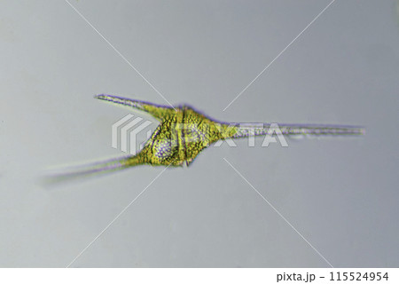 鞭毛虫 ツノモ 鞭毛虫 ツノモ 115524954