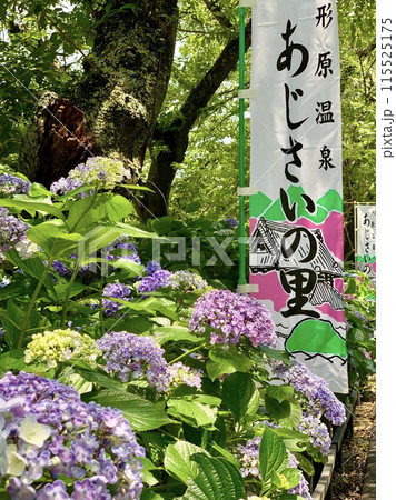 満開の紫陽花に彩られた「形原温泉あじさいの里」の幟旗〈形原温泉あじさいの里/愛知県蒲郡市〉 満開の紫陽花に彩られた「形原温泉あじさいの里」の幟旗〈形原温泉あじさいの里/愛知県蒲郡市〉 115525175