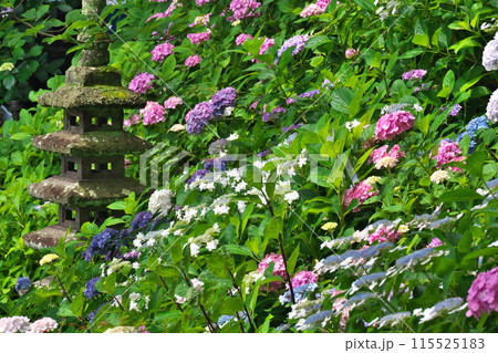 初夏 鎌倉長谷寺 紫陽花の斜面に石塔が似合う 初夏 鎌倉長谷寺 紫陽花の斜面に石塔が似合う 115525183