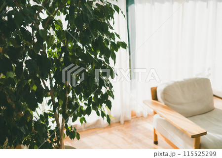 大型観葉植物 115525299