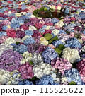 カラフルな花手水 115525622