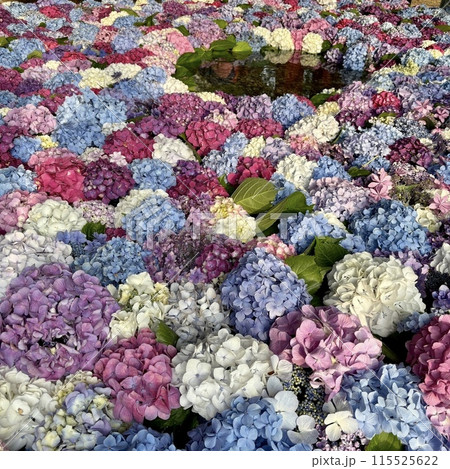 カラフルな花手水 115525622