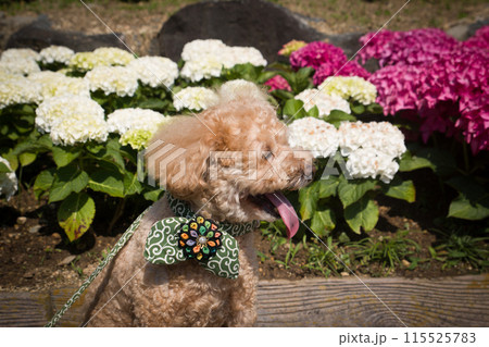 紫陽花と犬 紫陽花と犬 115525783