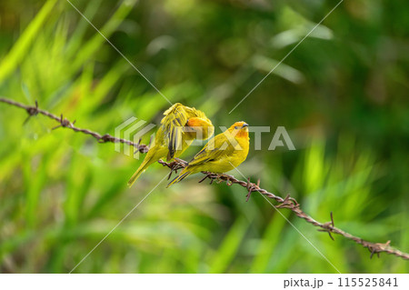 Bird Saffron finch (Sicalis flaveola). Santander department. Wildlife and birdwatching in Colombia Bird Saffron finch (Sicalis flaveola). Santander department. Wildlife and birdwatching in Colombia 115525841