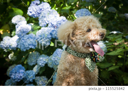 紫陽花と犬 紫陽花と犬 115525842