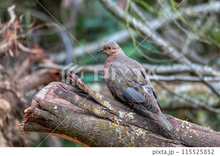 Eared dove (Zenaida auriculata), Guatavita, Cundinamarca department. Wildlife and birdwatching in Colombia Eared dove (Zenaida auriculata), Guatavita, Cundinamarca department. Wildlife and birdwatching in Colombia 115525852