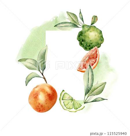 Assorted green and orange citrus ripe with leaves in frame. Half grapefruit and bergamot, fruit branches on watercolor stain isolated. Hand drawn summer plants in botanical sketch for aroma product 115525940