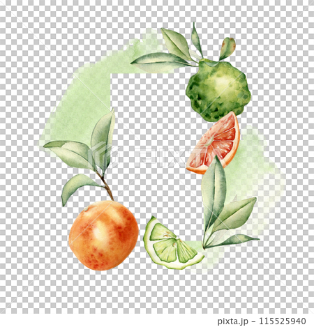 Assorted green and orange citrus ripe with leaves in frame. Half grapefruit and bergamot, fruit branches on watercolor stain isolated. Hand drawn summer plants in botanical sketch for aroma product 115525940