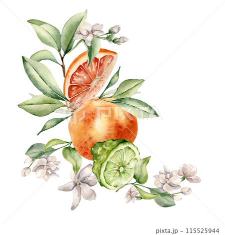 Grapefruit, bergamot on branches of fruit tree watercolor illustration isolated . Watercolor citrus plants . Hand drawn various leaves and jasmine flowers in botanical sketch for floral card, package Grapefruit, bergamot on branches of fruit tree watercolor illustration isolated . Watercolor citrus plants . Hand drawn various leaves and jasmine flowers in botanical sketch for floral card, package 115525944