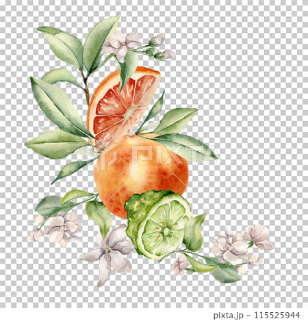 Grapefruit, bergamot on branches of fruit tree watercolor illustration isolated . Watercolor citrus plants . Hand drawn various leaves and jasmine flowers in botanical sketch for floral card, package Grapefruit, bergamot on branches of fruit tree watercolor illustration isolated . Watercolor citrus plants . Hand drawn various leaves and jasmine flowers in botanical sketch for floral card, package 115525944