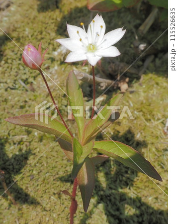 ツマトリソウ ツマトリソウ 115526635