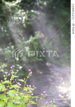 新緑・清流エコイメージ　大山木谷沢渓流 115526657