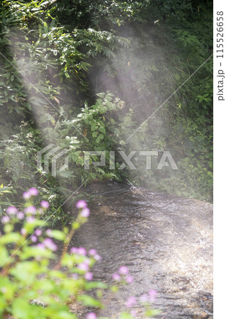 新緑・清流エコイメージ 大山木谷沢渓流 新緑・清流エコイメージ 大山木谷沢渓流 115526658