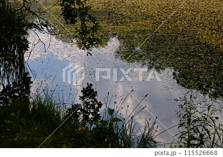 the lake is covered with leaves 115526668