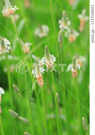 箆大葉子(ヘラオオバコ)の花 箆大葉子(ヘラオオバコ)の花 115526681
