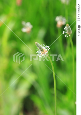 箆大葉子(ヘラオオバコ)の花 箆大葉子(ヘラオオバコ)の花 115526682