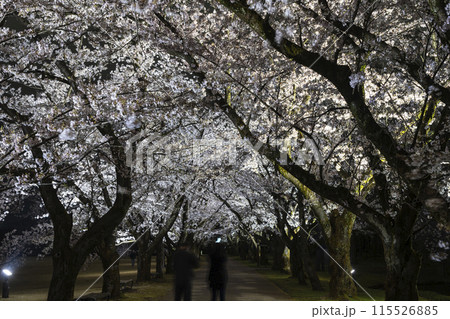 富山県中央植物園さくらまつりのライトアップ 富山県中央植物園さくらまつりのライトアップ 115526885