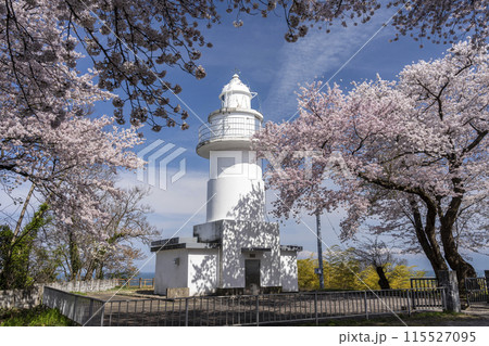 桜と灯台 岩崎ノ鼻灯台 桜と灯台 岩崎ノ鼻灯台 115527095