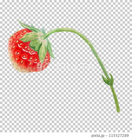 Red strawberry hand drawn watercolor illustration. Delicious food art, fresh botanical realistic painting. Summer sweet berry clipart for restaurant, cafe menu, packaging of farm goods, vegan products 115527289