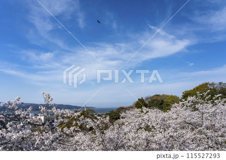 朝日山公園の桜 115527293