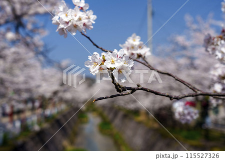 熊坂川の桜並木 115527326