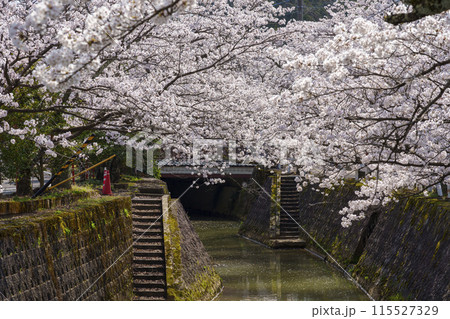 熊坂川の桜並木 115527329