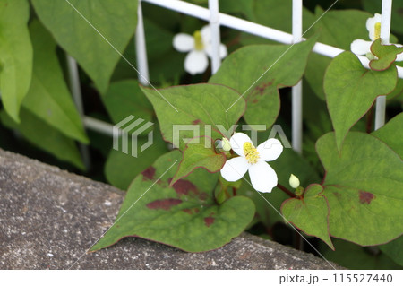 ドクダミの花 ドクダミの花 115527440