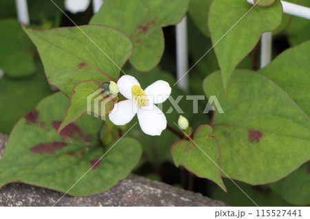 ドクダミの花 115527441