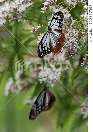 キク科のフジバカマにとまるアサギマダラ 115527597