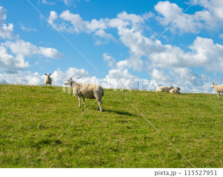 White sheep grazing on a dyke during a sunny afternoon 115527951