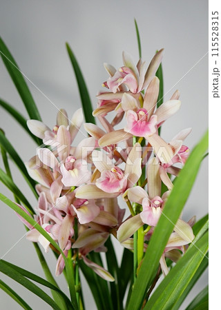 シンビジウム（モモコ）20240306 115528315