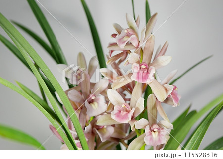 シンビジウム（モモコ）20240307 115528316