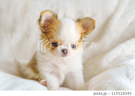 眠そうな顔でおすわりする生後2ヶ月のチワワの子犬 眠そうな顔でおすわりする生後2ヶ月のチワワの子犬 115528345