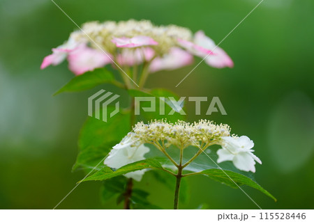 あじさいの花 115528446