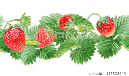 Red strawberry seamless border. Cut in half and whole berries. Hand drawn watercolor ornament. Delicious food art, fresh botanical realistic painting. Summer berry banner for menu, packaging, prints Red strawberry seamless border. Cut in half and whole berries. Hand drawn watercolor ornament. Delicious food art, fresh botanical realistic painting. Summer berry banner for menu, packaging, prints 115528449