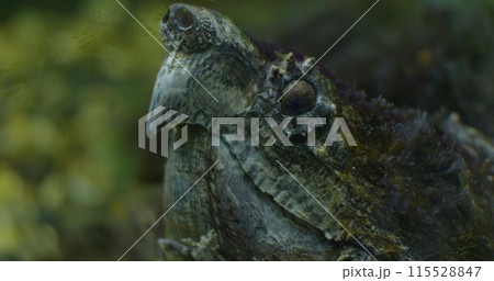 Close-up of the face of a large snapping turtle lying underwater. In the zoo's aquarium, a snapping turtle lies motionless. The snapping turtle is indistinguishable from rocks in an aquarium. 115528847