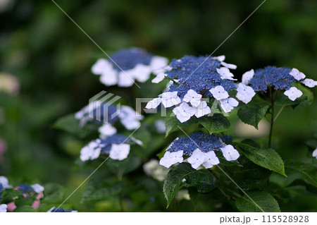 あじさい 矢田寺 あじさい 矢田寺 115528928