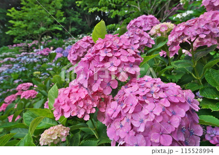 初夏 鎌倉長谷寺の斜面にピンクの紫陽花際立つ 115528994