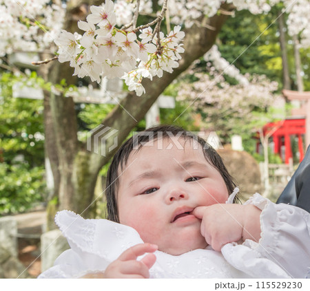 【お宮参りの赤ちゃんと桜】 115529230