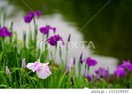 花菖蒲 115529443