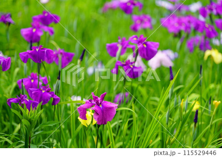 花菖蒲 115529446