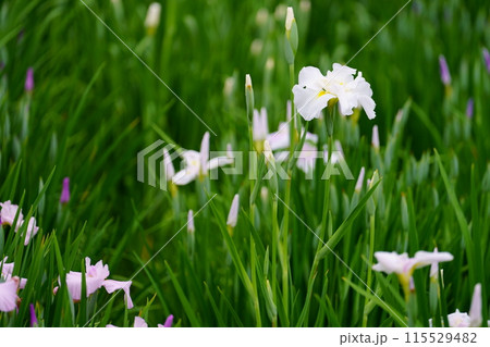 花菖蒲 115529482