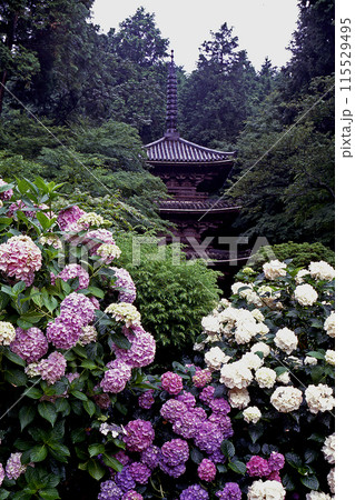 岩船寺 あじさい 奈良県 岩船寺 あじさい 奈良県 115529495