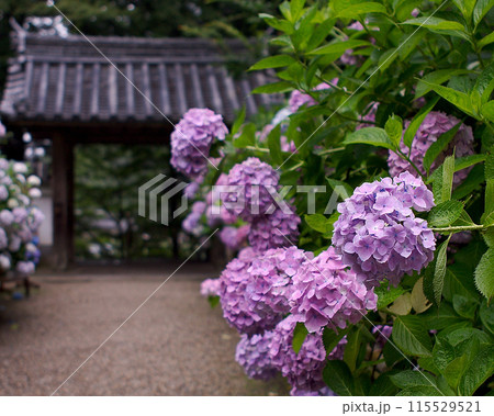 岩船寺 あじさい 奈良県 岩船寺 あじさい 奈良県 115529521