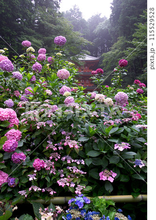 岩船寺 あじさい 奈良県 岩船寺 あじさい 奈良県 115529528