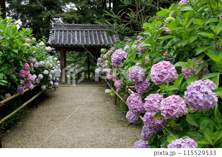 岩船寺 あじさい 奈良県 岩船寺 あじさい 奈良県 115529533