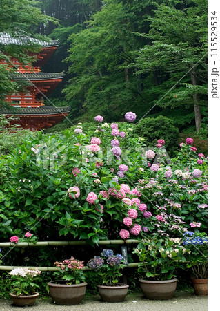 岩船寺 あじさい 奈良県 岩船寺 あじさい 奈良県 115529534