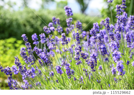 イングリッシュラベンダー お花 イメージ イングリッシュラベンダー お花 イメージ 115529662