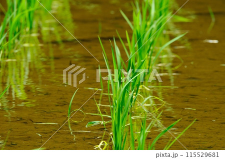 田植え後の稲 奈良ばい谷戸 田植え後の稲 奈良ばい谷戸 115529681